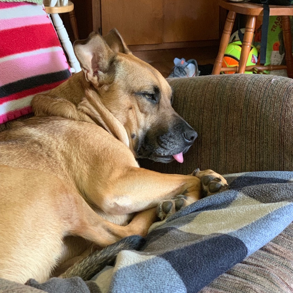 Meet your Posher, David